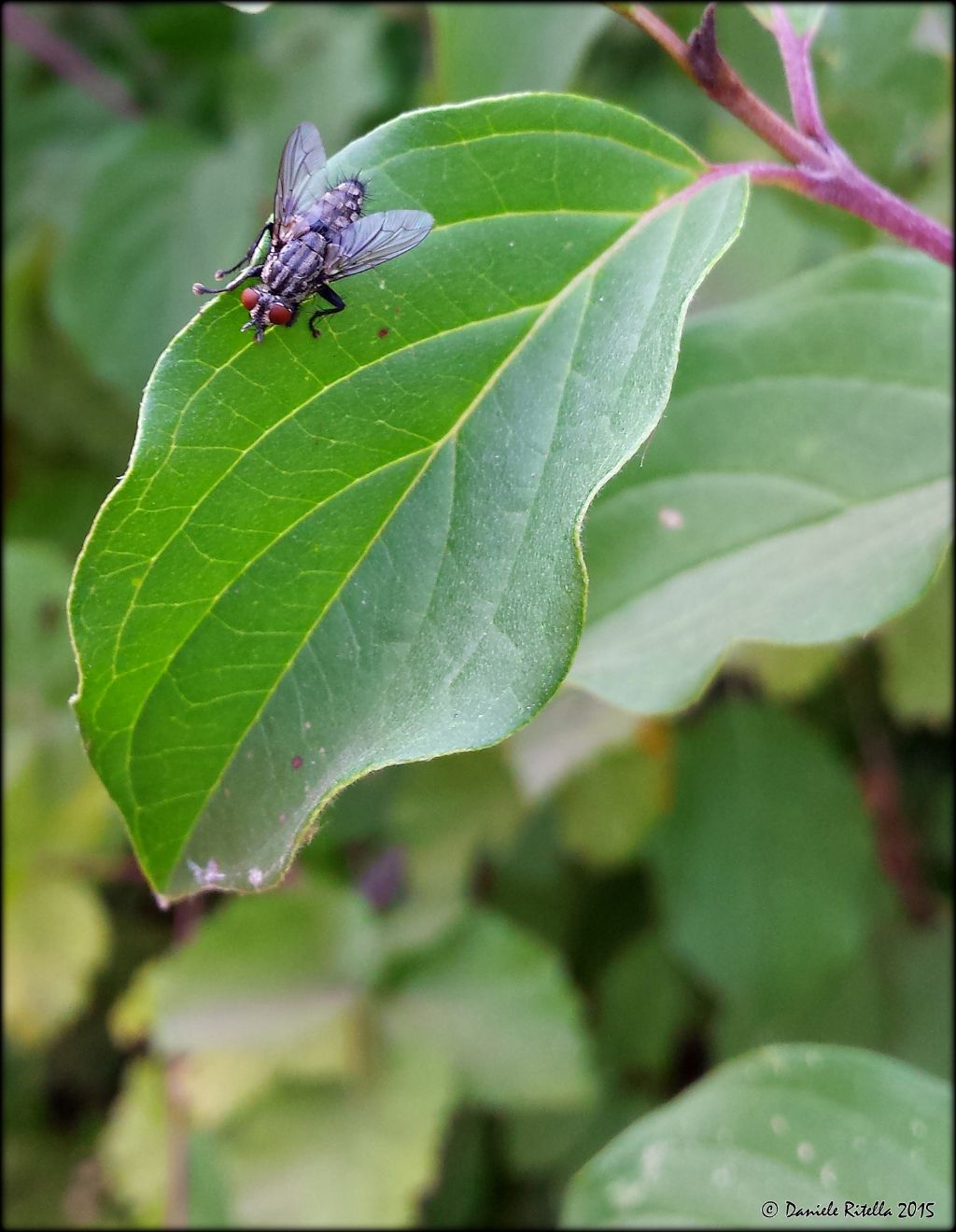 Sarcophaga sp. (Sarcophagidae)